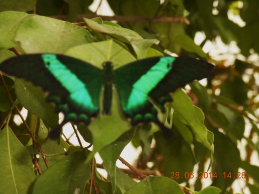 DSCN9241